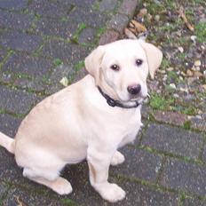 Labrador retriever Sascha