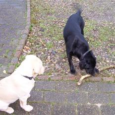 Labrador retriever Sascha