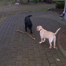 Labrador retriever Sascha
