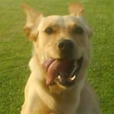 Blanding af racer Emsi