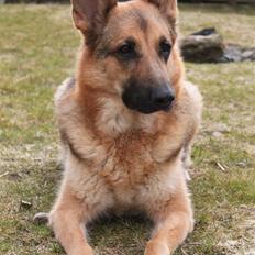 Schæferhund Tessa | Tuttermulen. <3