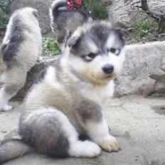 Alaskan malamute joya