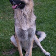 Schæferhund Simik | Duttiemanden.  <3