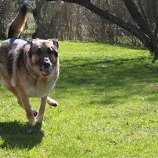 Schæferhund Simik | Duttiemanden.  <3