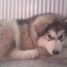 Alaskan malamute joya