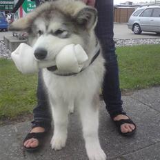 Alaskan malamute joya