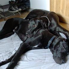 Grand danois Tiny og Otis