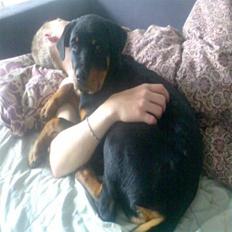 Rottweiler Freja .. R.I.P<3<3<3<3
