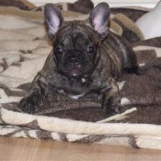 Fransk bulldog A'la'coccio's X-tra 