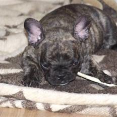Fransk bulldog A'la'coccio's X-tra 