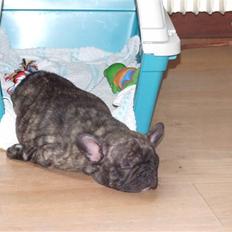 Fransk bulldog A'la'coccio's X-tra 