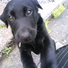 Labrador retriever Daimi