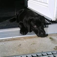 Labrador retriever Daimi