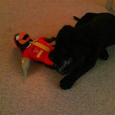 Labrador retriever Daimi