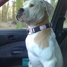 Amerikansk bulldog Trunte