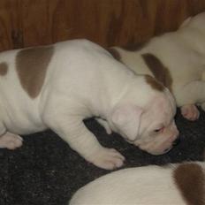 Amerikansk bulldog Trunte