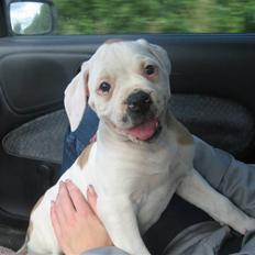 Amerikansk bulldog Trunte