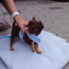 Chihuahua Enzo
