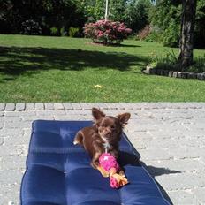 Chihuahua Enzo