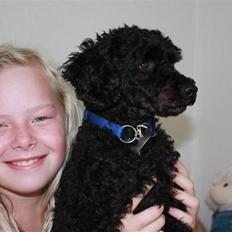 Dværgpuddel | Pjevs