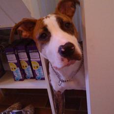 Amerikansk staffordshire terrier Ticka