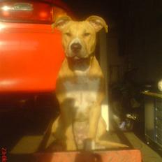 Amerikansk staffordshire terrier Sita