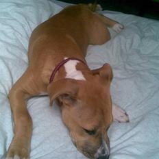 Amerikansk staffordshire terrier Sita