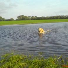 Amerikansk staffordshire terrier Sita