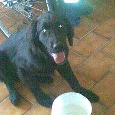 Flat coated retriever paco