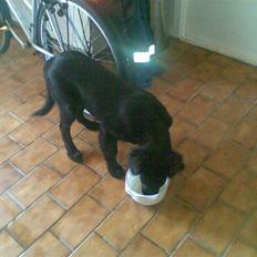 Flat coated retriever paco