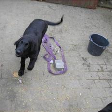 Flat coated retriever paco