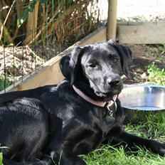 Labrador retriever Laxi