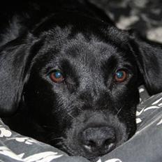 Labrador retriever Laxi