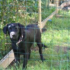 Labrador retriever Laxi