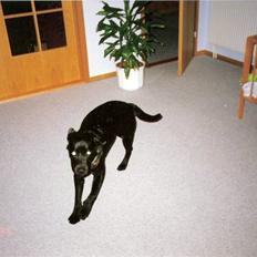 Labrador retriever Chilli
