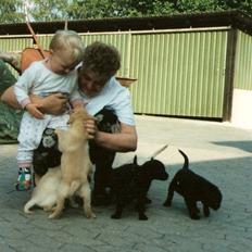 Labrador retriever Chilli