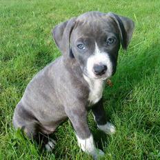 Amerikansk staffordshire terrier Shilo