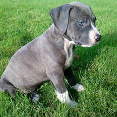 Amerikansk staffordshire terrier Shilo