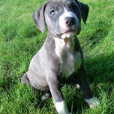 Amerikansk staffordshire terrier Shilo