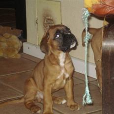 Boxer Otis von Ellinghaus