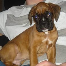 Boxer Otis von Ellinghaus