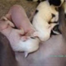 Chinese crested hårløs Mai mai