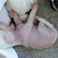 Chinese crested hårløs Mai mai