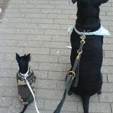 Blanding af racer Zeus