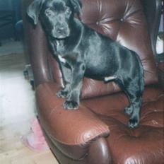 Blanding af racer Zeus