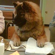 Eurasier Huset Ankerstjerne's Cuna