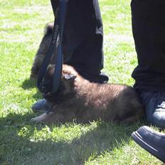 Eurasier Huset Ankerstjerne's Cuna