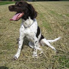 Kleiner münsterländer Quelle Von EulenfelsenRIP