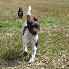 Kleiner münsterländer Quelle Von EulenfelsenRIP