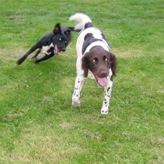 Kleiner münsterländer Quelle Von EulenfelsenRIP